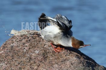 EA191069, Eastpress, Porvoo, Finland
